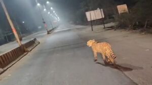 Read more about the article कूनो नेशनल पार्क से शहर में घुसे चीते वायु ने मचाई दहशत, वन विभाग की टीम सतर्क; रविवार सुबह पहली बार आया था नजर