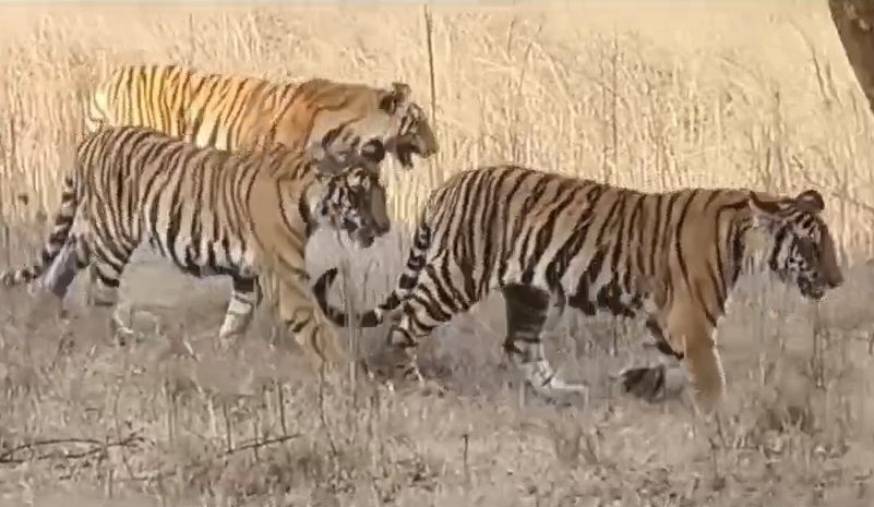 You are currently viewing पन्ना टाइगर रिजर्व में बाघिन पी-141 अपने दो शावकों संग नजर आई, कैमरों में कैद हुआ दुर्लभ नजारा; तस्सोवीर शल मीडिया पर हो रही वायरल!