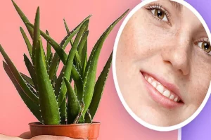 Read more about the article स्किन केयर में चमत्कारी एलोवेरा: धूप, झाइयों और डार्क सर्कल्स का नेचुरल इलाज, जानें 4 असरदार नुस्खे