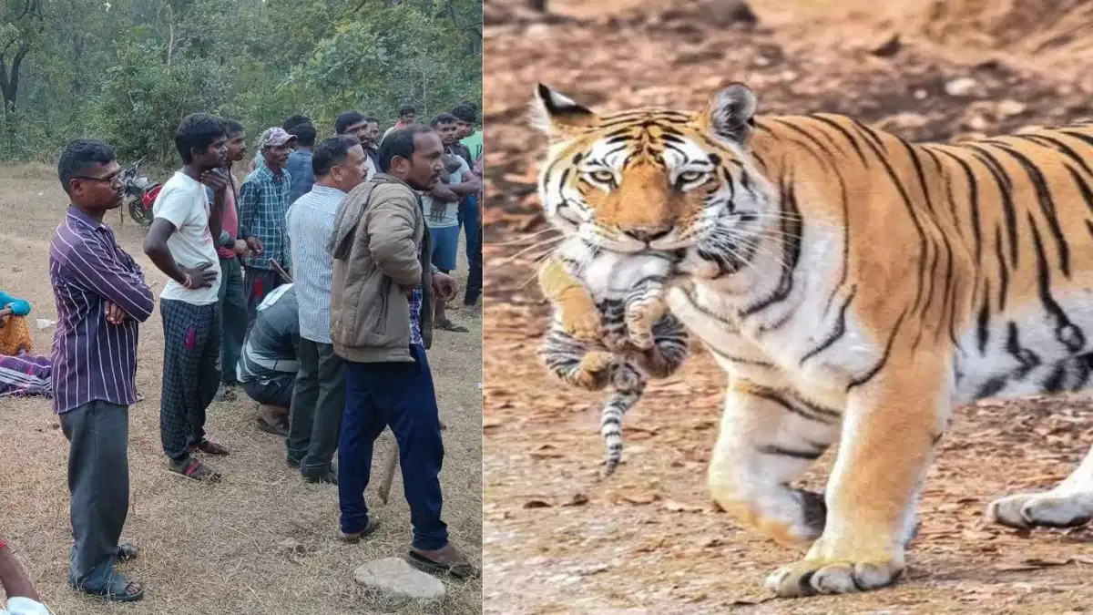 Read more about the article MP में खेतों से जंगल तक पसरा डर: बालाघाट में खेत में काम कर रहे किसान को बाघ ने मार डाला, शरीर का हिस्सा खा गया; वन विभाग की लापरवाही पर ग्रामीणों का फूटा गुस्सा!