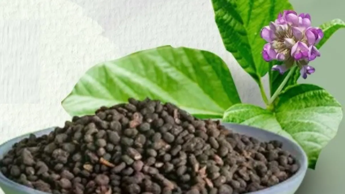 You are currently viewing त्वचा रोगों से लेकर हड्डियों की मजबूती तक… चमत्कारी औषधि है बाकुची, लेकिन बिना सलाह बना सकती है खतरा!