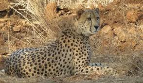 Read more about the article रणथंभौर से कूनो लौटी ‘ज्वाला’ चीता: कई घंटों के ऑपरेशन के बाद हुआ सुरक्षित रेस्क्यू, बकरियों का शिकार करने के बाद पकड़ी गई!