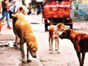 Read more about the article दिल्ली–एनसीआर में बढ़ते डॉग बाइट और रेबीज मामलों पर सुप्रीम कोर्ट सख्त, 8 हफ्ते में डॉग शेल्टर बनाने का आदेश; कोर्ट ने कहा – नसबंदी कर स्थायी शेल्टर में रखें, देरी पर होगी कार्रवाई!