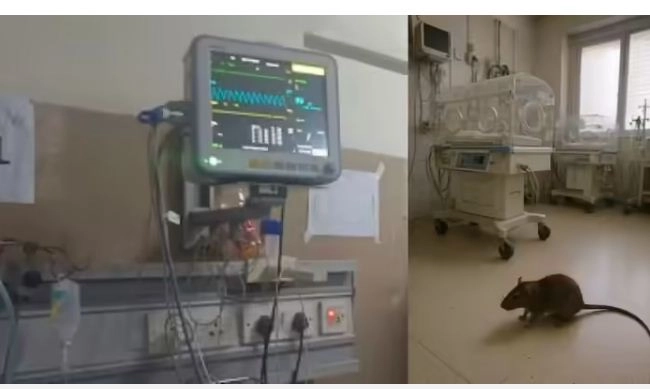 You are currently viewing चूहों ने ली मासूमों की जान: पेस्ट कंट्रोल कंपनी हटाई, सुपरिटेंडेंट को मिली सख्त जिम्मेदारी; अब हर दिन देनी होगी ‘कितने चूहे पकड़े गए’ की रिपोर्ट!