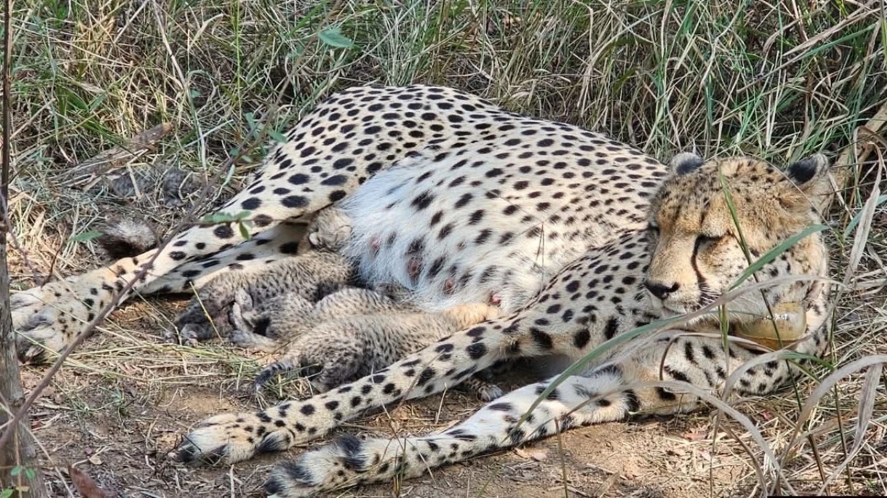 You are currently viewing कूनो नेशनल पार्क में अफ्रीका से आई मादा चीता ‘गामिनी’ ने 3 शावकों को दिया जन्म, CM मोहन यादव ने पोस्ट कर दी जानकारी