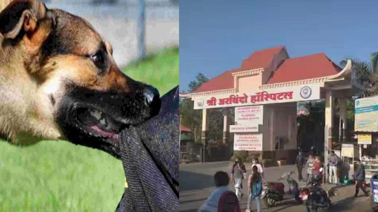 इंदौर में कुत्ते का आतंक! 10 घंटे में 42 लोगों को काटा, नगर निगम की टीम से मांगी मदद, जबाव मिला- अतिक्रमण हटा रहे